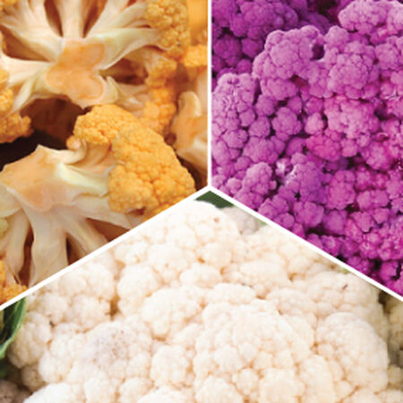 Colorful Mix, Cauliflower Seeds - Packet image number null