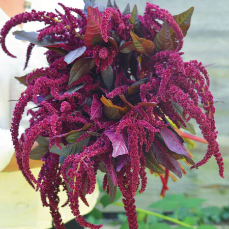 Hopi Red Dye, Organic Amaranthus Seeds - 1,000 Seeds image number null