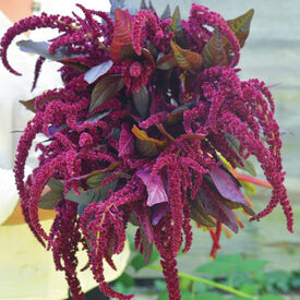 Hopi Red Dye, Organic Amaranthus Seeds