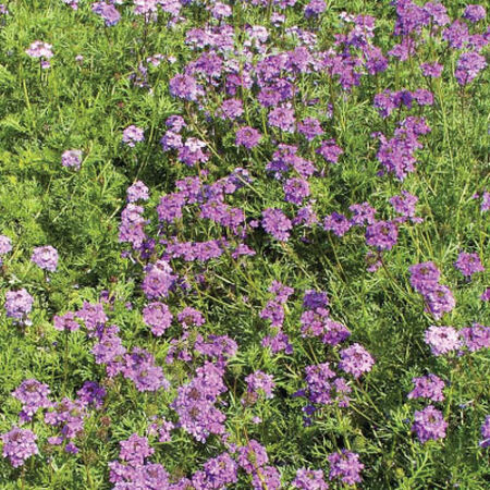 Purple Moss, Verbena Seeds - Packet image number null