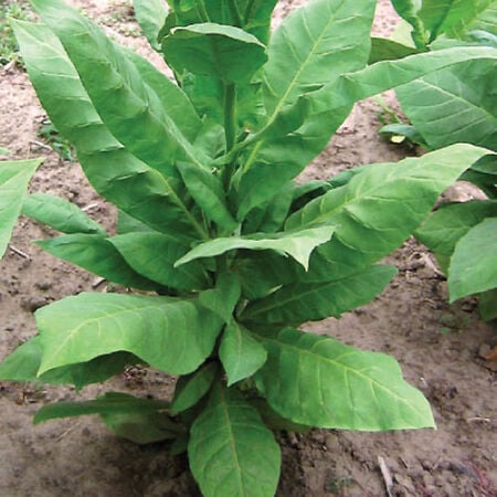 Virginia 15, Tobacco Seeds - Packet image number null