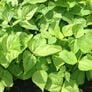 Blue Lake 274 Bush, Bean Seeds - 1 Pound thumbnail number null