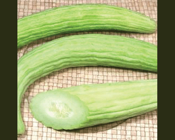 Cucumber