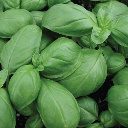 Aroma 2, Organic Basil Seeds - Packet image number null