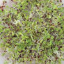 Broccoli, Sprout Seeds - 5 Pounds thumbnail number null