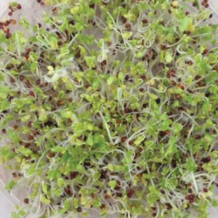 Broccoli, Sprout Seeds - 1/4 Pound image number null