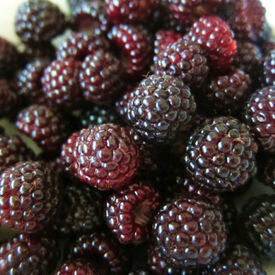 Jewel, Raspberry Plants