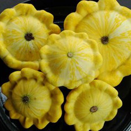 Yellow Bush Scallop, Squash Seeds - Packet image number null