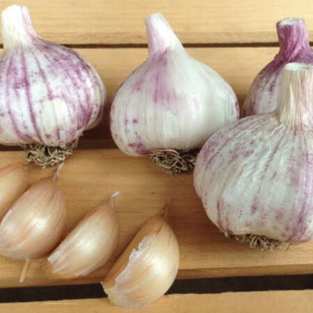 Georgian Fire, Garlic Seed - 1/4 Pound image number null