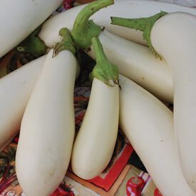Casper, Eggplant Seeds