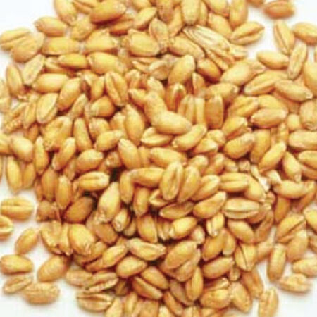 Winter Wheat, Grains - 1 Pound image number null