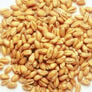 Winter Wheat, Grains - 1 Pound thumbnail number null