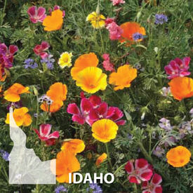 Idaho Blend, Wildflower Seed