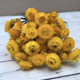 Monster Gold, Strawflower Seeds