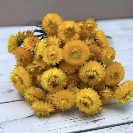 Monster Gold, Strawflower Seeds - Packet image number null