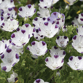 Five Spot, Nemophila Seeds