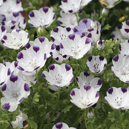 Five Spot, Nemophila Seeds - Packet image number null