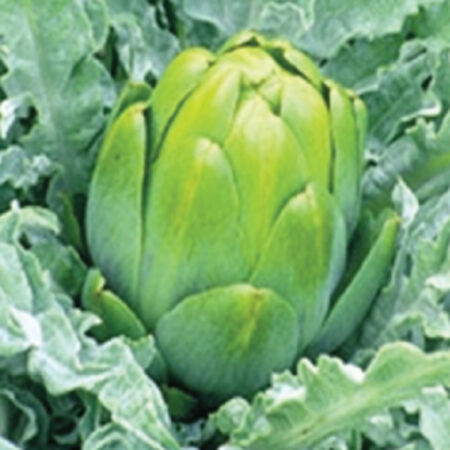 Imperial Star, Artichoke Seeds - Packet image number null