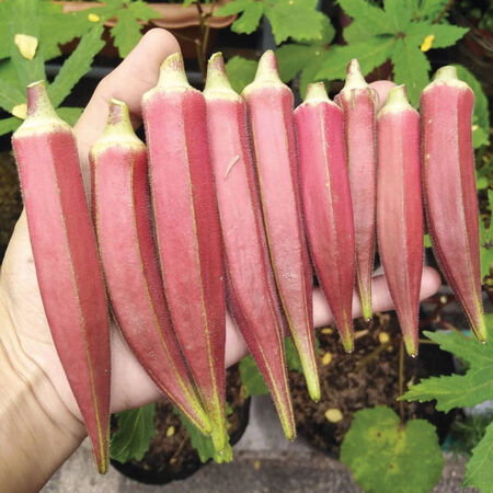 Carmine Splendor, (F1) Okra Seed - Packet image number null