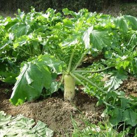 Jackhammer Radish, Brassicas