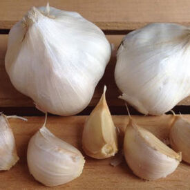 California Early, Garlic Seed