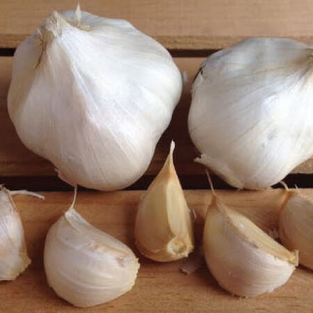 California Early, Garlic Seed - 1 Pound image number null