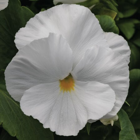 Clear White Spring Grandio, (F1) Pansy Seeds - Packet image number null