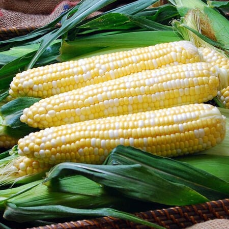 Solstice, (F1) Corn Seed - 1 Ounce image number null