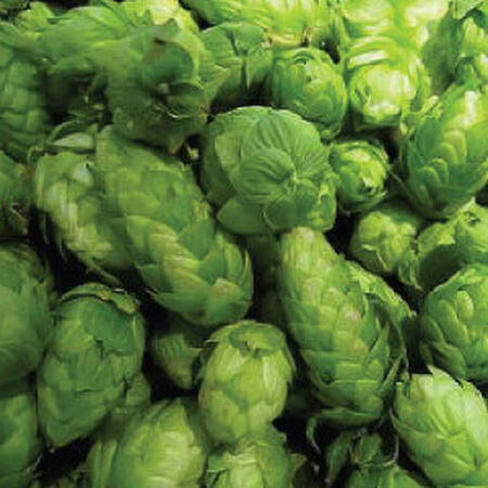 Common, Humulus (Hops) Seeds - 50 Seeds image number null