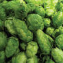 Common, Humulus (Hops) Seeds - 50 Seeds thumbnail number null