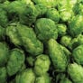 Common, Humulus (Hops) Seeds - Packet thumbnail number null