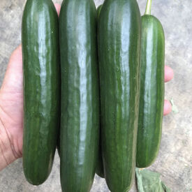 Boomer, (F1) Cucumber Seeds