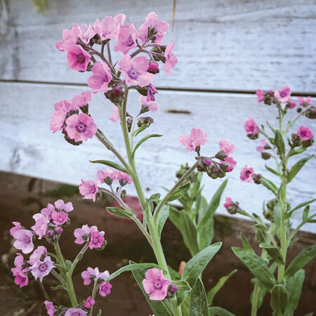 Mystery Rose, Cynoglossum Seed - Packet image number null