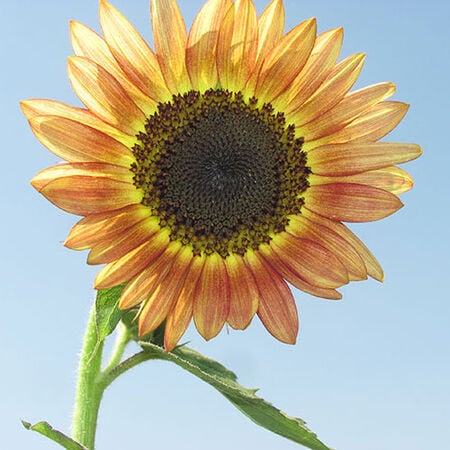 Santa Fe Sunset F1, Sunflower Seeds - Packet image number null