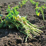 Murasaki Purple, Sweet Potato Slips - 25 Potato Slips thumbnail number null