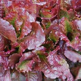Outredegeous, Lettuce Seeds