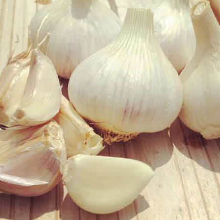 German White, Garlic Bulbs image number null