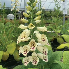 Dalmatian Creme, Digitalis Seeds