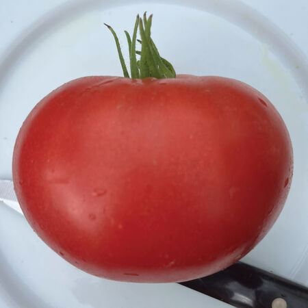 Ponderosa Pink, Tomato Seeds - Packet image number null