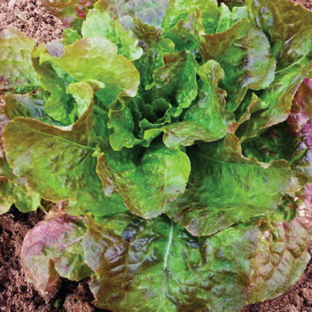 Bronze Mignonette, Lettuce Seeds - Packet image number null