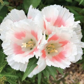 Grace Shell Pink, (F1) Clarkia Seed
