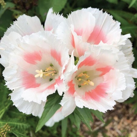 Grace Shell Pink, (F1) Clarkia Seed - Packet image number null