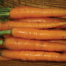 Scarlet Nantes, Carrot Seeds