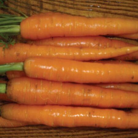 Scarlet Nantes, Carrot Seeds - Packet image number null
