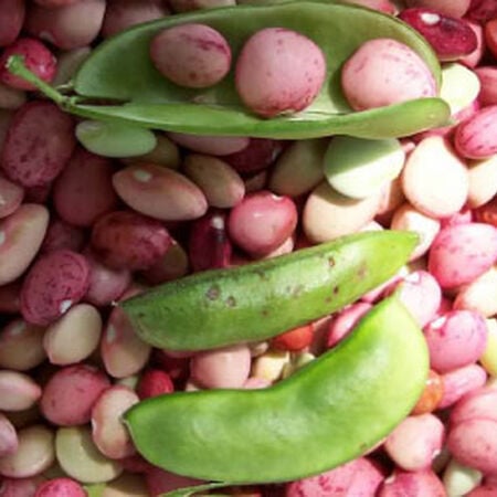 Jackson Wonder, Bean Seeds image number null