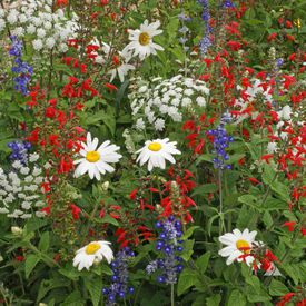Red, White & Blue, Wildflower Seed