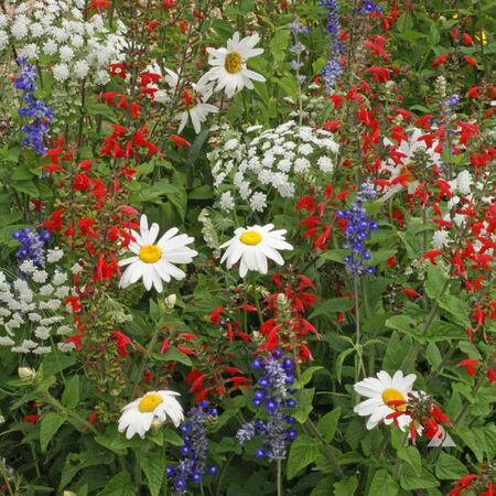 Red White & Blue, Wildflower Seed - 1 Ounce image number null