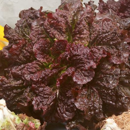 Merlot, Lettuce Seeds - Packet image number null