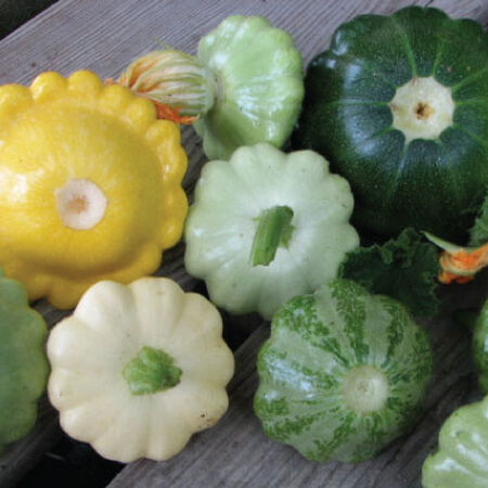 Scallop Blend, Squash Seeds - Packet image number null