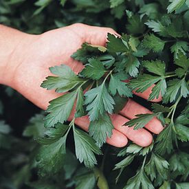 Giant of Italy, Parsley Seed